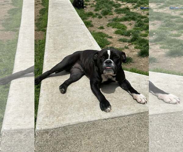 Medium Photo #2 American Pit Bull Terrier-Bulldog Mix Puppy For Sale in Catasauqua, PA, USA