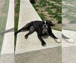Small #1 American Pit Bull Terrier-Bulldog Mix