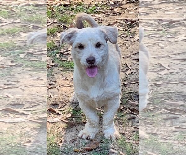 Medium Photo #2 Mutt Puppy For Sale in Meridian, MS, USA