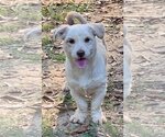 Small Photo #2 Mutt Puppy For Sale in Meridian, MS, USA