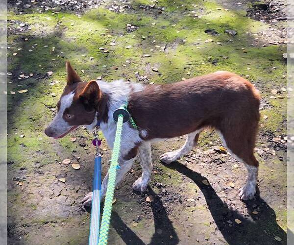 Medium Photo #1 Mutt Puppy For Sale in Paso Robles, CA, USA