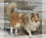Small Photo #1 Collie Puppy For Sale in SAINT STEPHENS, WY, USA