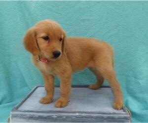 Golden Retriever Puppy for sale in SHILOH, OH, USA
