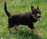Small Photo #1 German Shepherd Dog Puppy For Sale in W LAFAYETTE, OH, USA