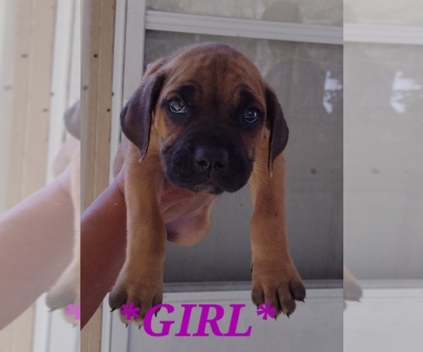 Medium Photo #1 Cane Corso Puppy For Sale in WEST PALM BCH, FL, USA