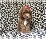 Small #9 Cavapoo