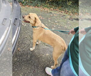 American Staffordshire Terrier-Labrador Retriever Mix Dogs for adoption in Winston Salem, NC, USA