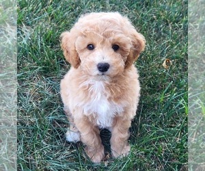 Goldendoodle (Miniature) Puppy for sale in NARVON, PA, USA