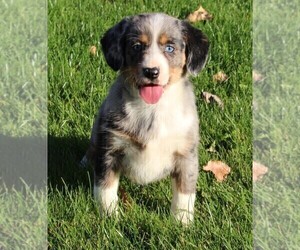 Beagle-Miniature Australian Shepherd Mix Puppy for sale in FREDERICKSBURG, OH, USA