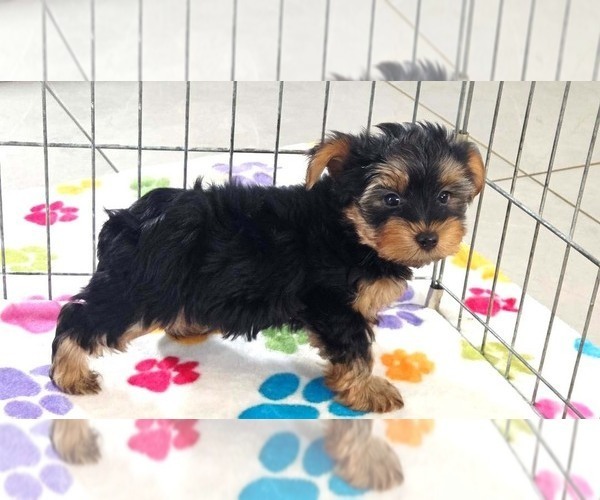 Medium Photo #3 Yorkshire Terrier Puppy For Sale in ORO VALLEY, AZ, USA