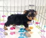 Small Photo #3 Yorkshire Terrier Puppy For Sale in ORO VALLEY, AZ, USA