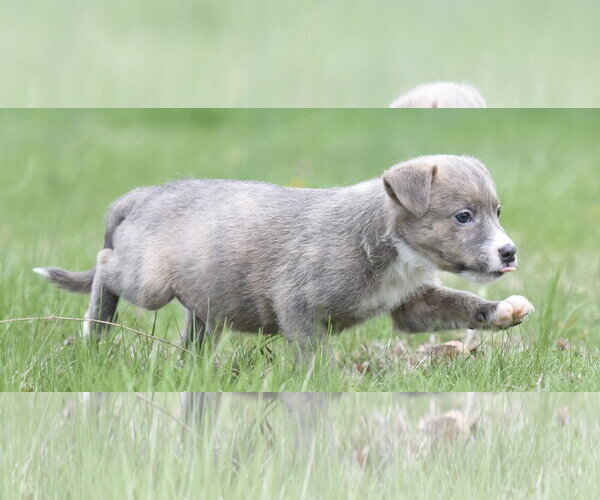 Medium Photo #3 Chihuahua-Unknown Mix Puppy For Sale in Mechanicsburg, PA, USA