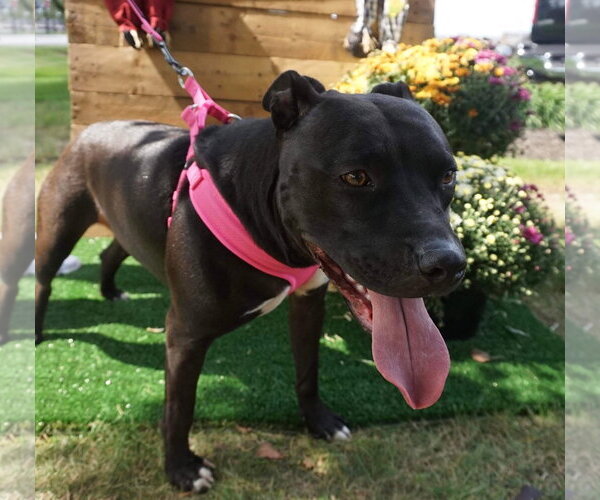 Medium Photo #12 American Pit Bull Terrier-Unknown Mix Puppy For Sale in Germantown, OH, USA