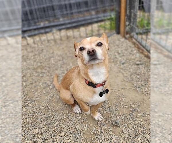 Medium Photo #1 Chihuahua Puppy For Sale in Frisco, CO, USA