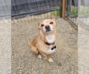 Chihuahua Dogs for adoption in Frisco, CO, USA