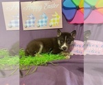 Small Photo #16 Siberian Husky Puppy For Sale in DEARBORN, MO, USA