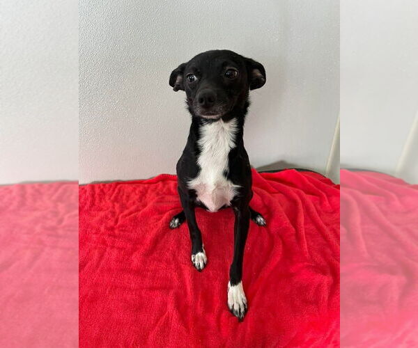 Medium Photo #2 Chihuahua Puppy For Sale in Osgood, IN, USA