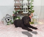 Small Photo #2 Miniature Labradoodle Puppy For Sale in COLLEGE STA, TX, USA
