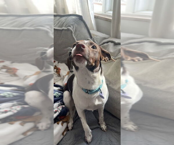 Medium Photo #8 Jack Russell Terrier-Unknown Mix Puppy For Sale in Springdale, PA, USA