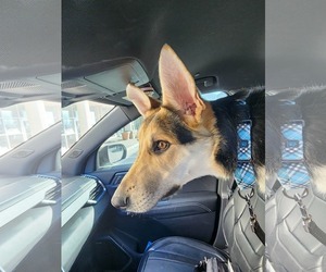 Harrison - Male German Shepherd Dog Dog for Adoption - Photo #28