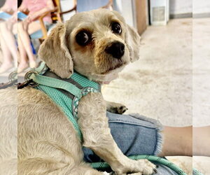 Bichon Frise-Colonial Cocker Spaniel Mix Dogs for adoption in Spring Lake, NC, USA