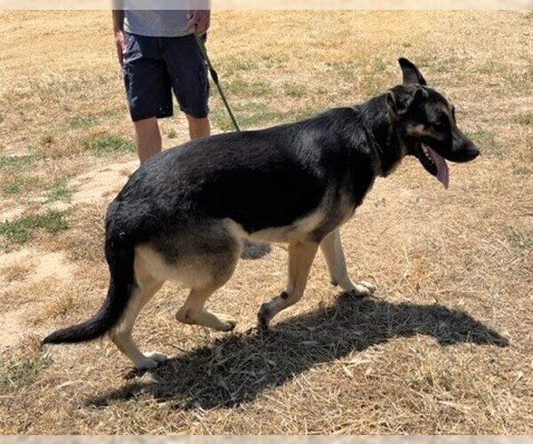 Medium Photo #5 German Shepherd Dog Puppy For Sale in Chico, CA, USA