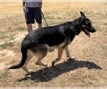 Small Photo #5 German Shepherd Dog Puppy For Sale in Chico, CA, USA