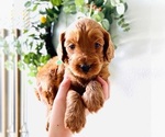 Small Photo #3 Australian Labradoodle Puppy For Sale in SEATTLE, WA, USA