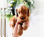 Small #2 Australian Labradoodle