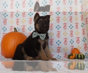 German Shepherd Dog Puppy for sale in LANCASTER, PA, USA