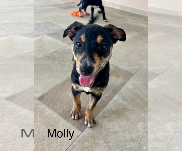 Medium Photo #1 Labrador Retriever-Unknown Mix Puppy For Sale in Jefferson, NJ, USA