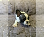 Small Photo #7 French Bulldog Puppy For Sale in MBORO, TN, USA
