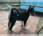 Puppy Puppy 1 Lulu Pomsky