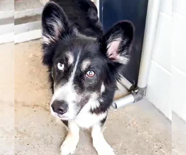 Medium Photo #2 Border Collie-Unknown Mix Puppy For Sale in Houston, TX, USA
