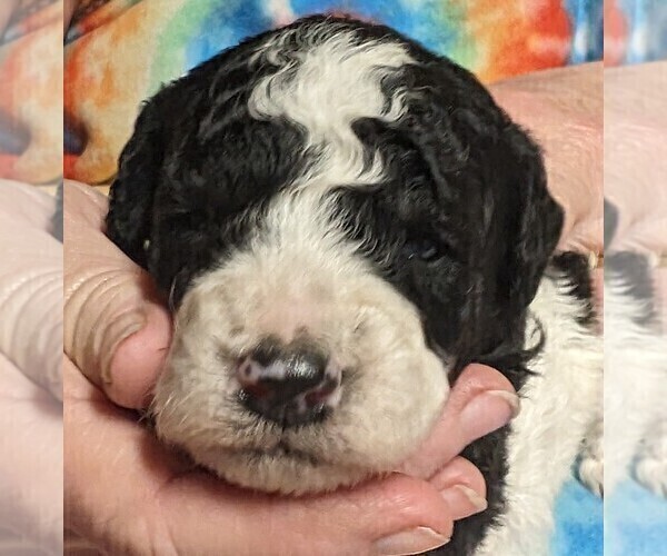 Medium Photo #2 Poodle (Miniature) Puppy For Sale in LEBANON, OR, USA