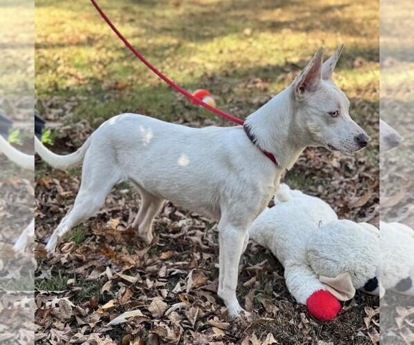 Medium Photo #2 Mutt Puppy For Sale in Yardley, PA, USA