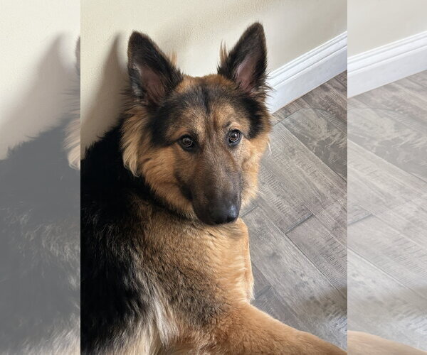 Medium Photo #1 German Shepherd Dog-Unknown Mix Puppy For Sale in Hillsboro, MO, USA