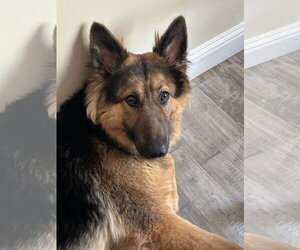 German Shepherd Dog-Unknown Mix Dogs for adoption in Hillsboro, MO, USA