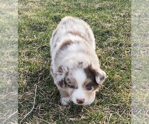 Australian Shepherd Puppy for sale in SEARSBORO, IA, USA