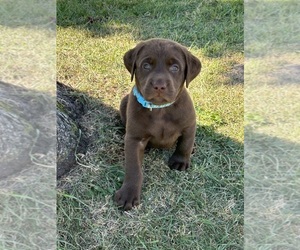 Labrador Retriever Puppy for sale in MARINETTE, WI, USA