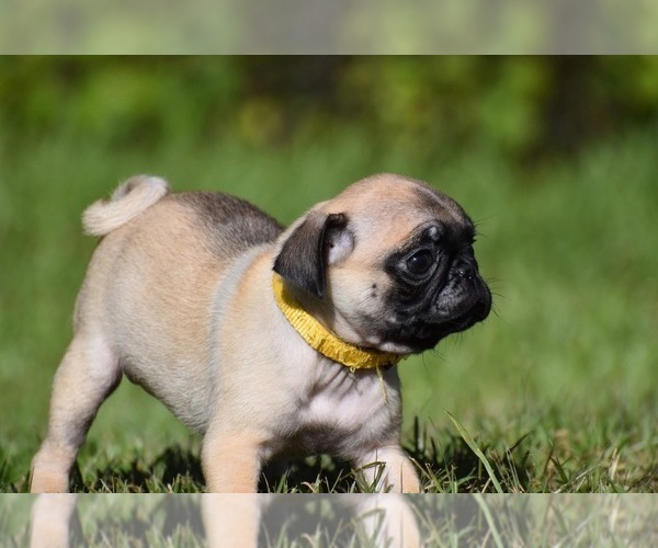Medium Photo #5 Pug Puppy For Sale in PALM COAST, FL, USA