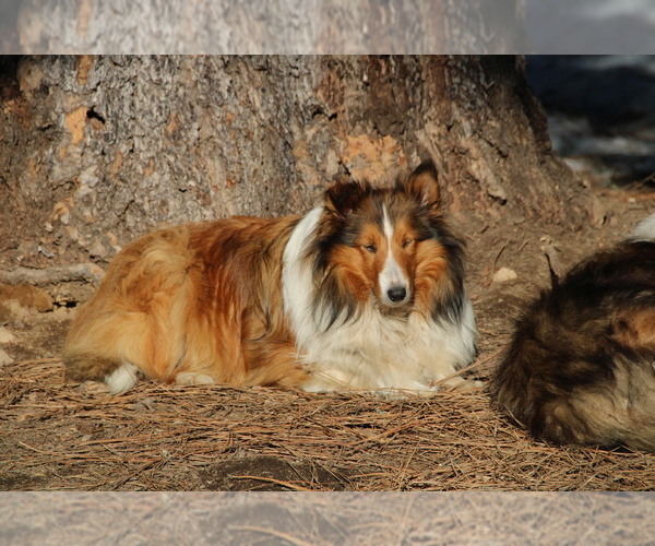 Medium Photo #1 Shetland Sheepdog Puppy For Sale in CLAYTON, WA, USA