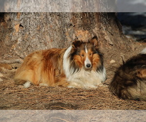 Mother of the Shetland Sheepdog puppies born on 11/30/2022