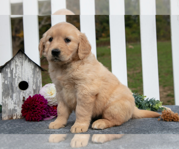 Medium Photo #16 Golden Retriever Puppy For Sale in HOLMESVILLE, OH, USA