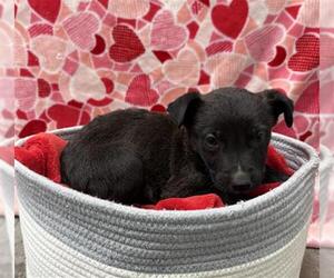 German Shepherd Dog Mix Dog for Adoption in Rosenberg, Texas USA