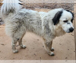 Jovie - Female Great Pyrenees-Unknown Mix Dog for Adoption - Photo #3