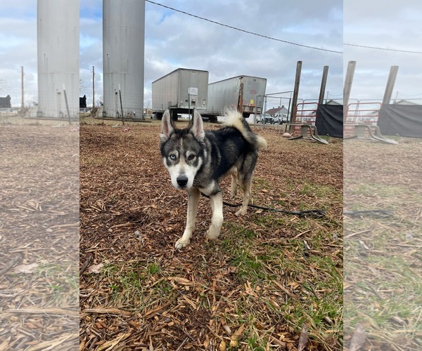 Medium Photo #7 Siberian Husky Puppy For Sale in Rustburg, VA, USA
