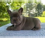 Puppy Bruno French Bulldog