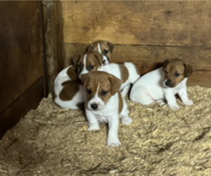 Jack Russell Terrier Puppy for sale in MIDDLEBORO, MA, USA