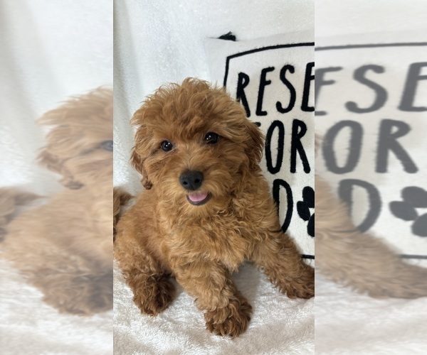 Medium Photo #4 Goldendoodle (Miniature) Puppy For Sale in GREENFIELD, IN, USA